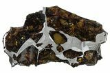 Polished Pallasite Meteorite ( g) Slice - NWA (Prov) #303846-1